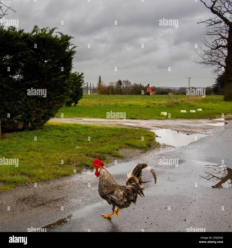 Chicken road online, chicken road oficial